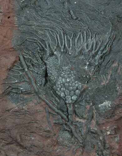 Moroccan Crinoid (Scyphocrinites) Plate #45865